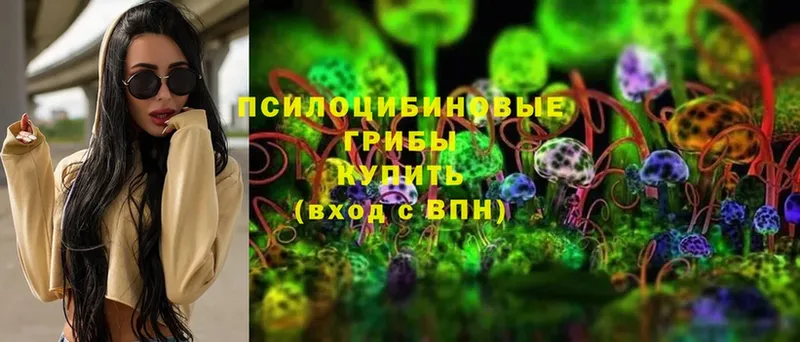 где купить наркотик  Каменка  Псилоцибиновые грибы Cubensis 